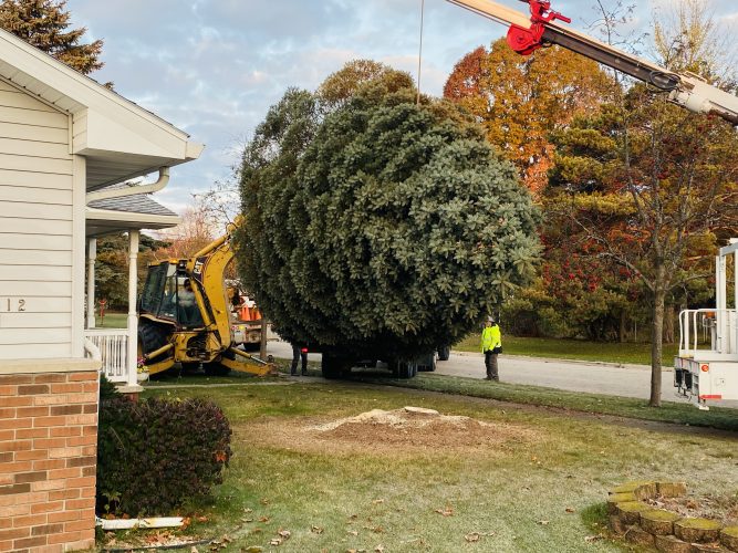 WITH VIDEO Detloff’s tree chosen as city Christmas tree News, Sports